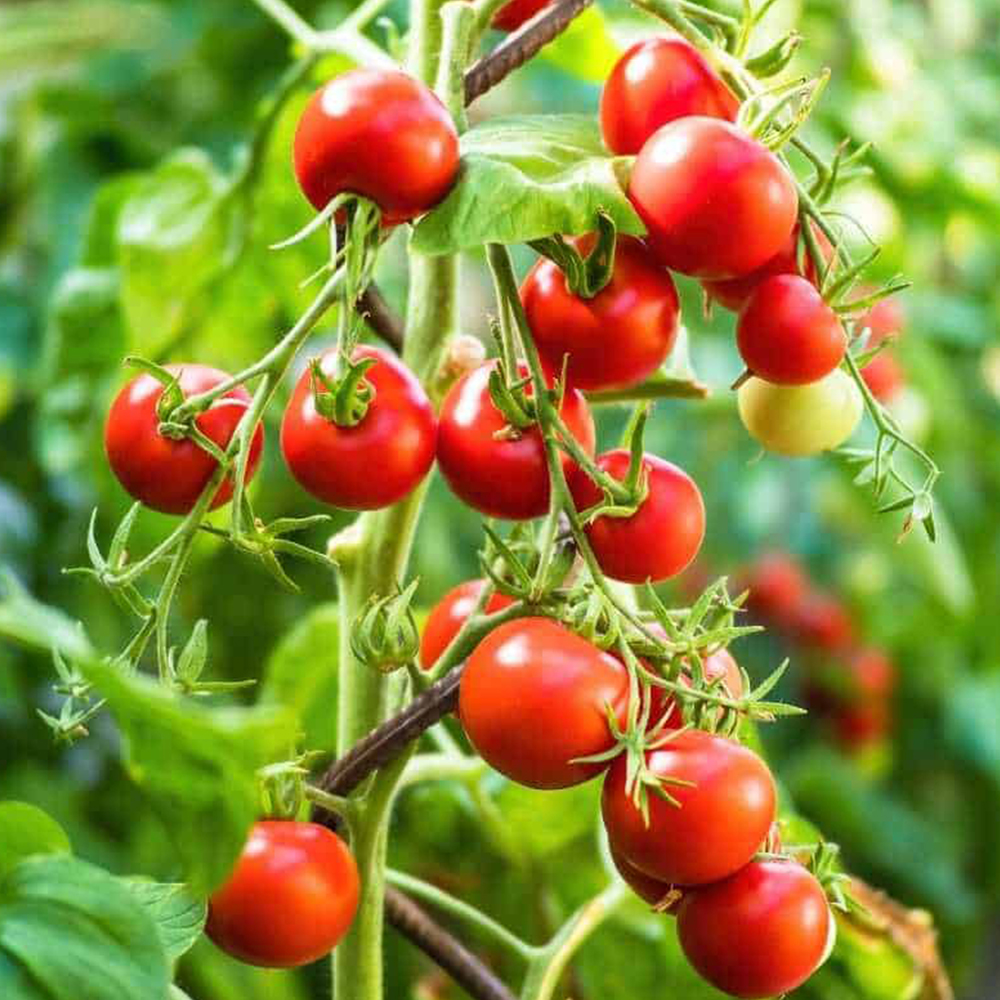 Red Ripe Tomato Plants