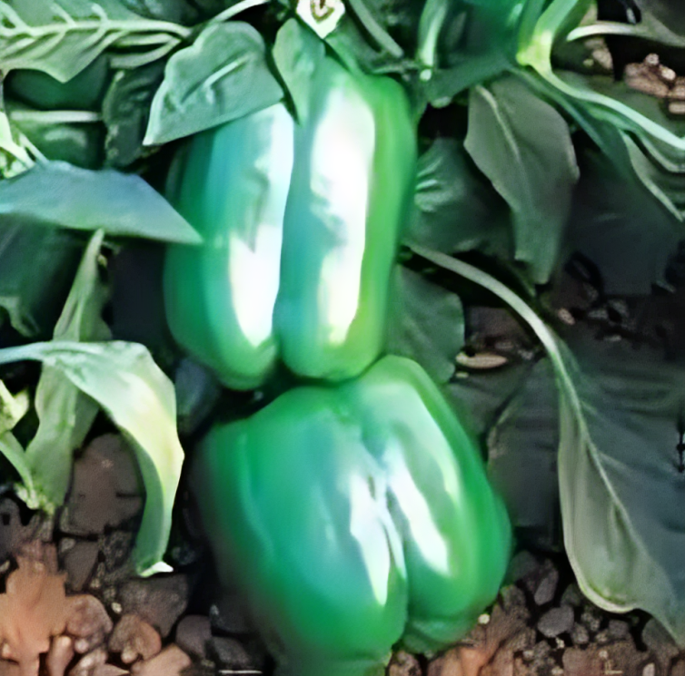 Green bell peppers growing in the soil