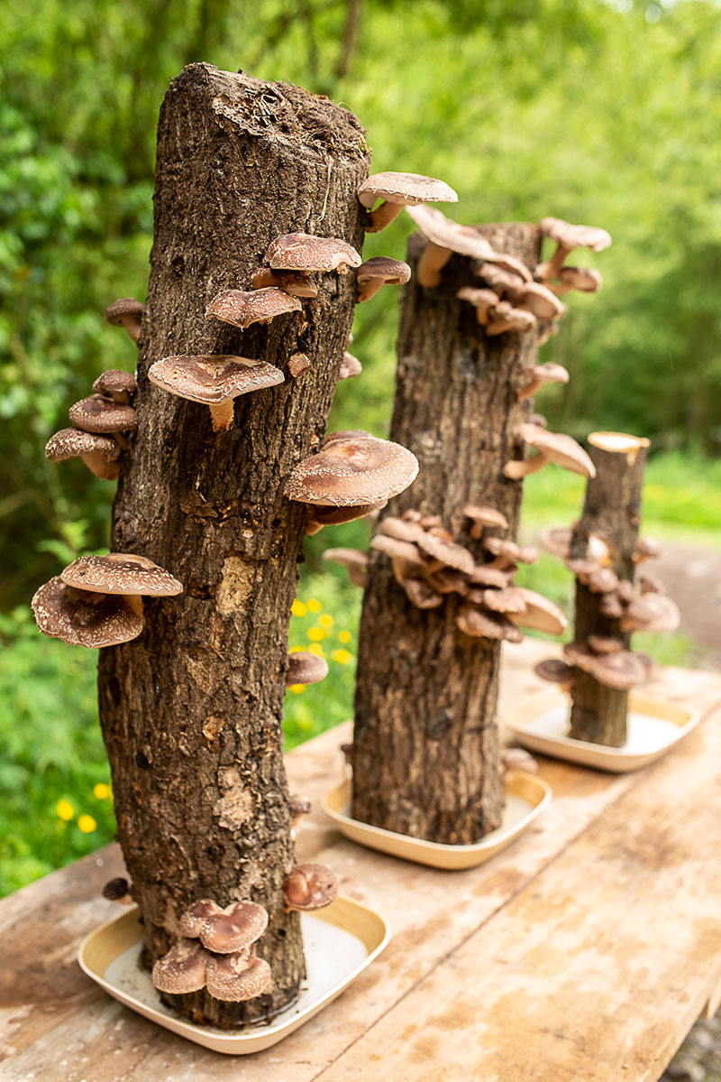 Mushroom Logs